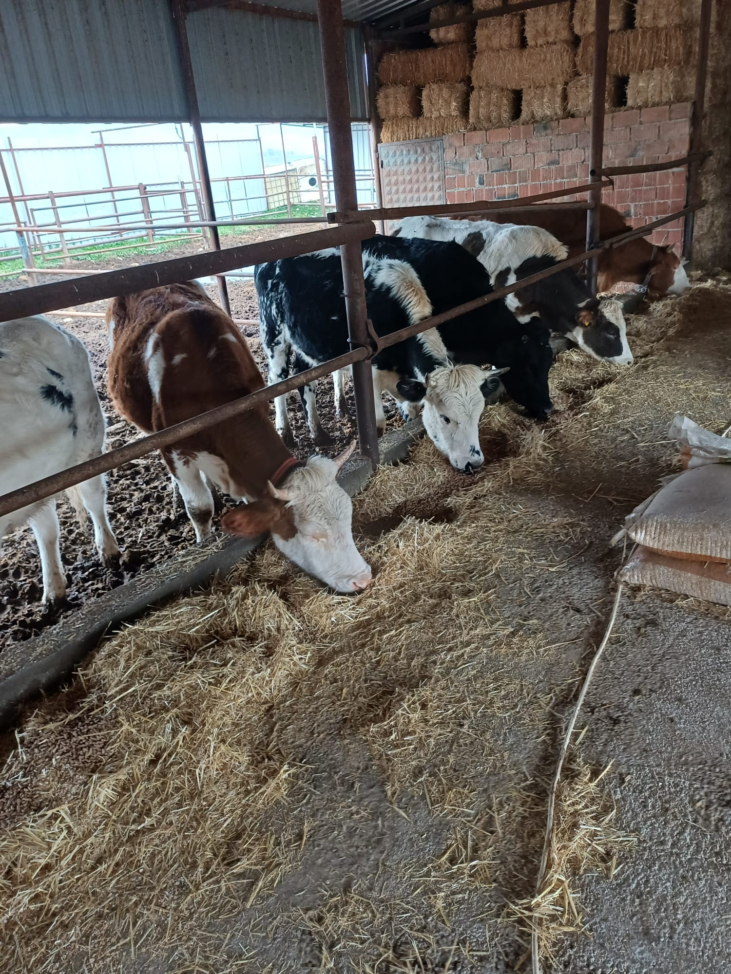 Halil Usta Kurbancılık